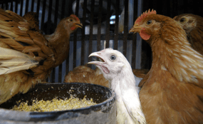 Rivers Confirms Bird Flu Case in P'Harcourt